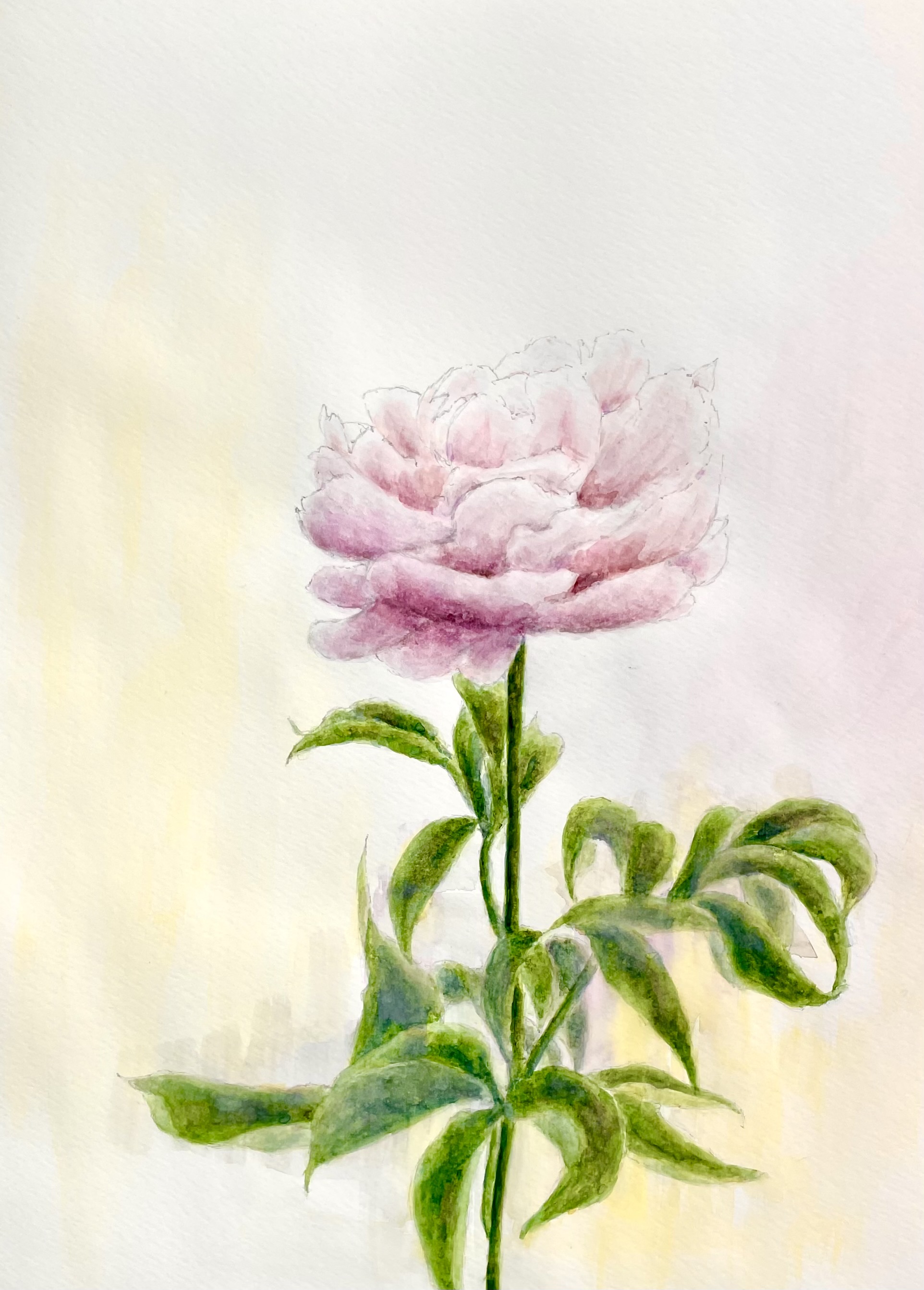 芍薬ーいちりん