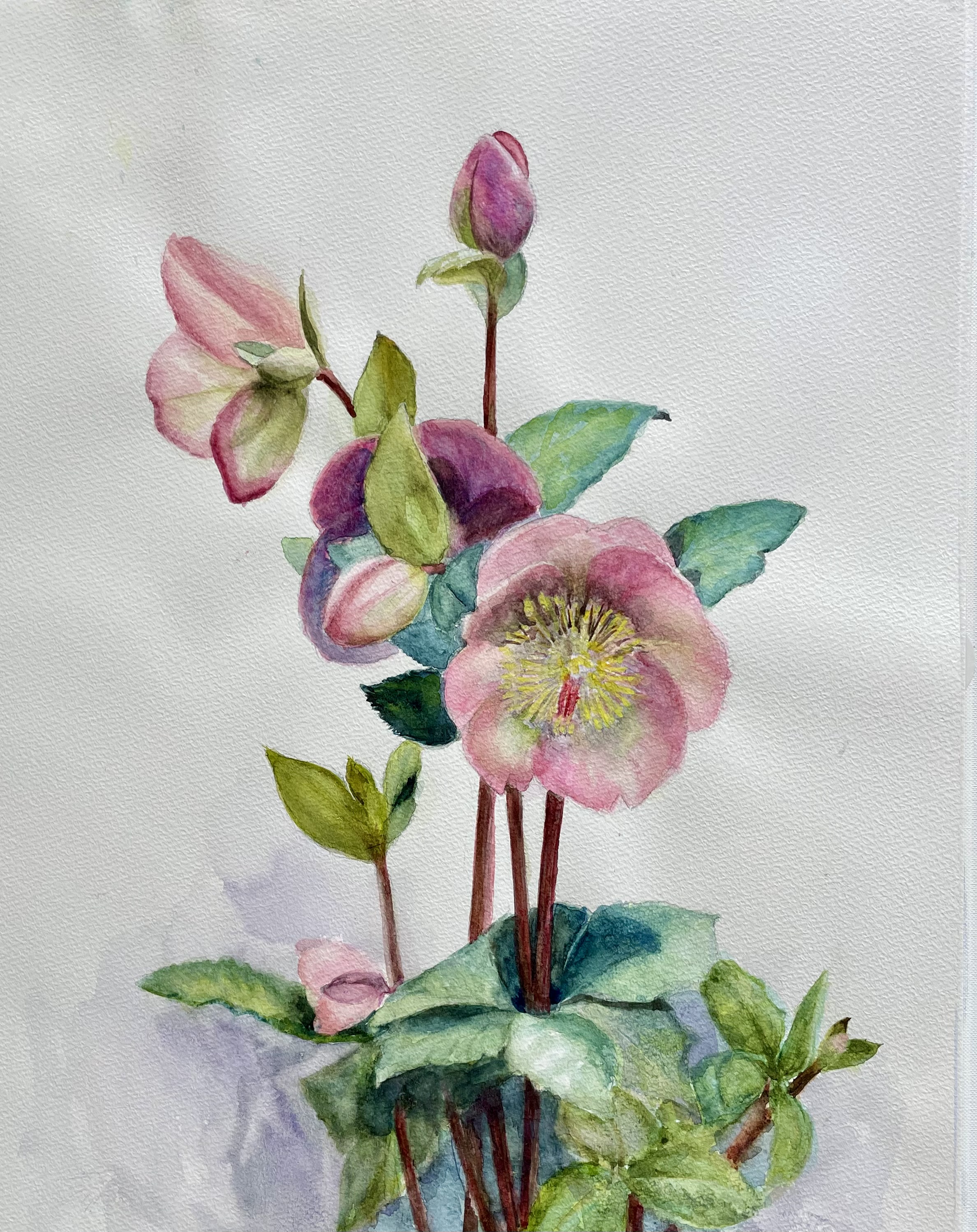 クリスマスローズ