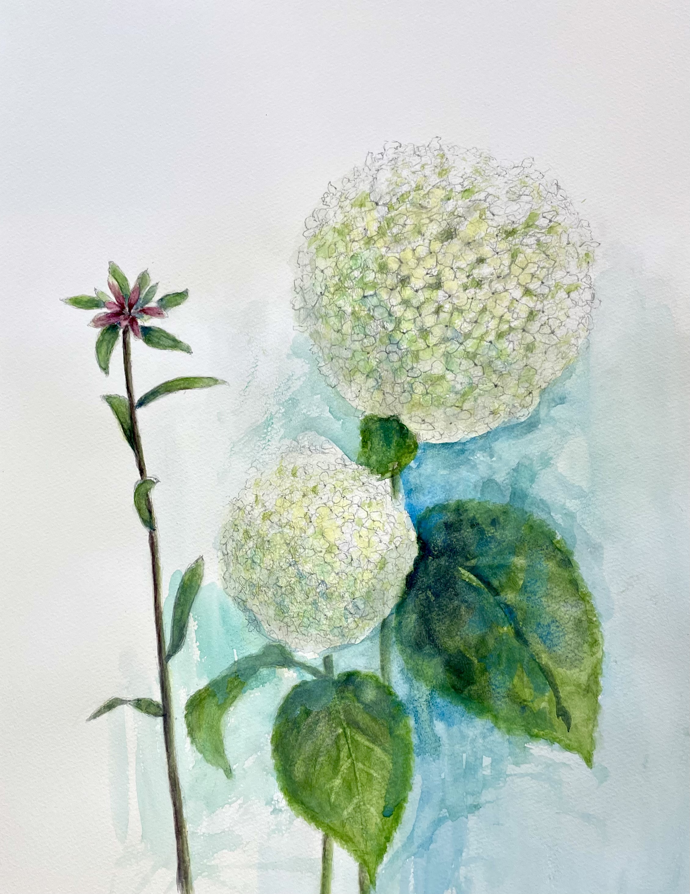 六月の花