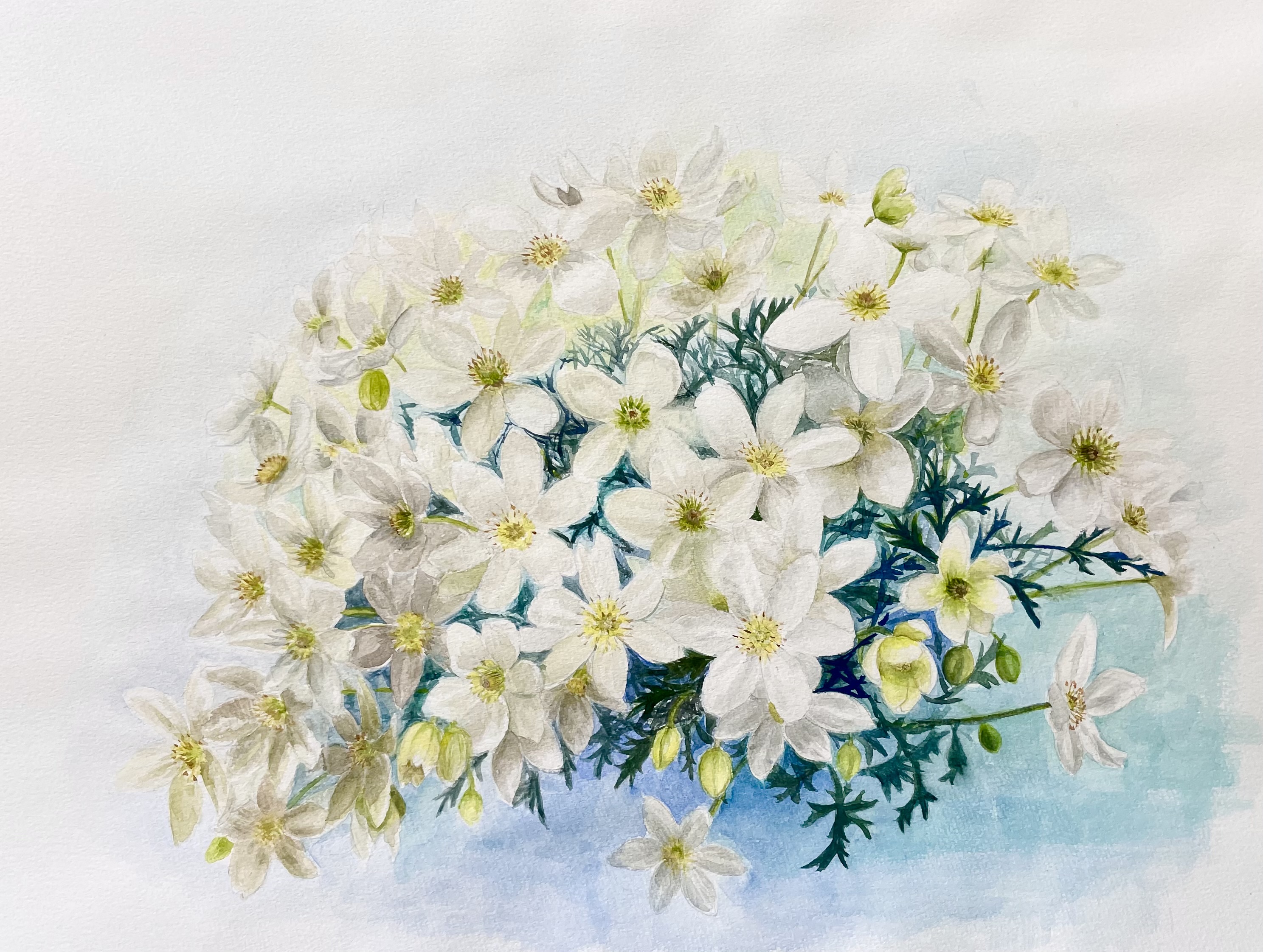 白い花　　水彩画